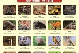 秋冬吃“野味”进补？广州市林业和园林局：食用野生动物是违法的图片