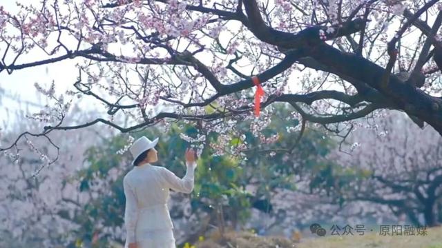 原阳县：杏花盛开 芳香自来