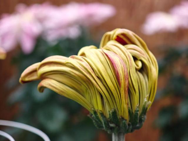 限时开启！花展进行中，还可以带回家→