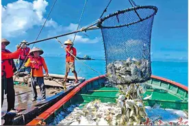 首批金鲳鱼“起网”产量约50万斤图片