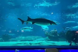 鲟鱼专家危起伟：中华鲟自然繁殖已中断7年，预计2036年恢复图片