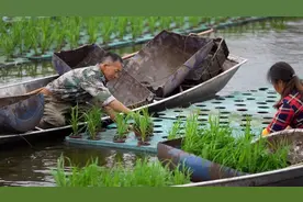 大足：创新种植“水上稻” 一水两用鱼稻共生图片