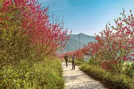 广西西林：映日桃花别样红图片