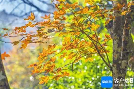 文化周刊 | 枫景正好！来五指山一睹“红颜”图片