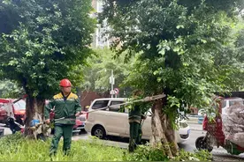 重庆江北区：为问题树枝“理发” “剪掉”居民烦恼图片