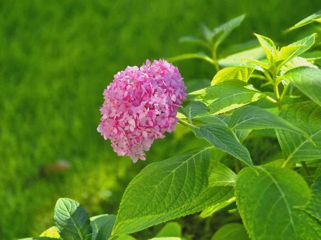 花影摇曳，树影婆娑，通州千年守望林晨景优美