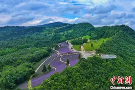 三峡库区高山马鞭草绽放 游人徜徉紫色花海图片