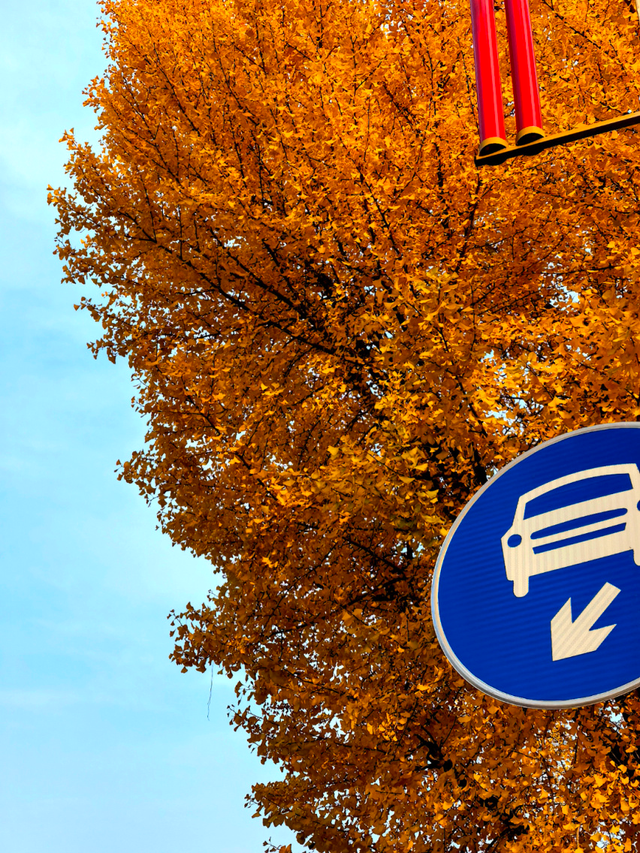 风一吹，索河路就成了金色的世界