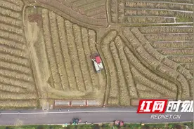 衡阳县：花香变油香 油菜收割忙图片