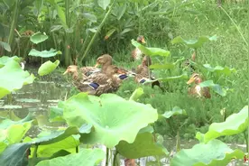 贵州知名景区福寿螺泛滥，当地首次引入100只麻鸭灭螺，效果如何？图片