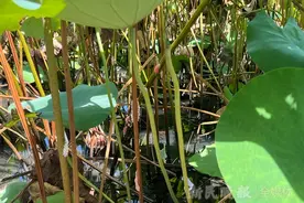 申观察｜福寿螺“蔓延”河道水田，怎么办？记者走访沪郊多个点位，发现入侵生物福寿螺有扩散趋势图片