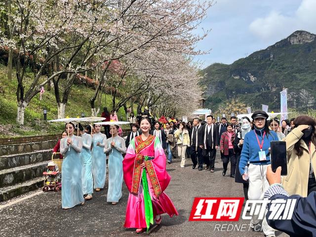 组图丨来泸溪，看樱花漫岸，赴一场春天之约