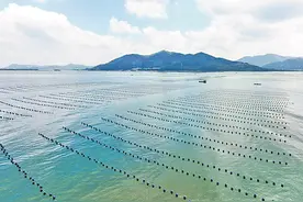 阳江寿长蚝迎来上市季 冬至到春节期间将迎卖蚝高峰图片