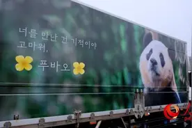 旅韩大熊猫“福宝”今日回国 粉丝雨中送行表达祝福图片
