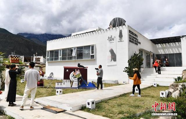 四川乡城“猫局”上岗：千年敬猫文化借“萌力”出圈