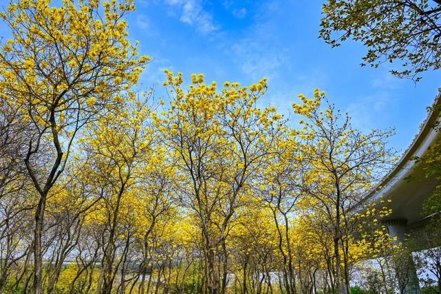 金色花海限时上线，错过等一年
