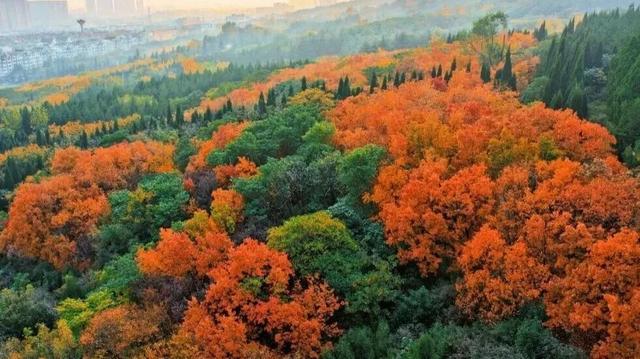 出色！洛阳这些最美场景等你解锁