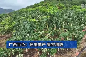 广西百色：芒果丰产 果农增收图片