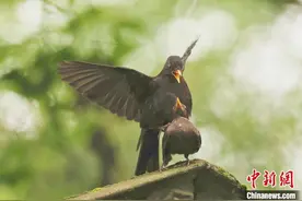 安徽祁门：初夏好时光 乌鸫求偶忙图片