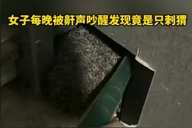 紫牛热点|女子晚上被鼾声吵醒发现竟是只刺猬，专家称，是受伤后的“呼呼”声图片