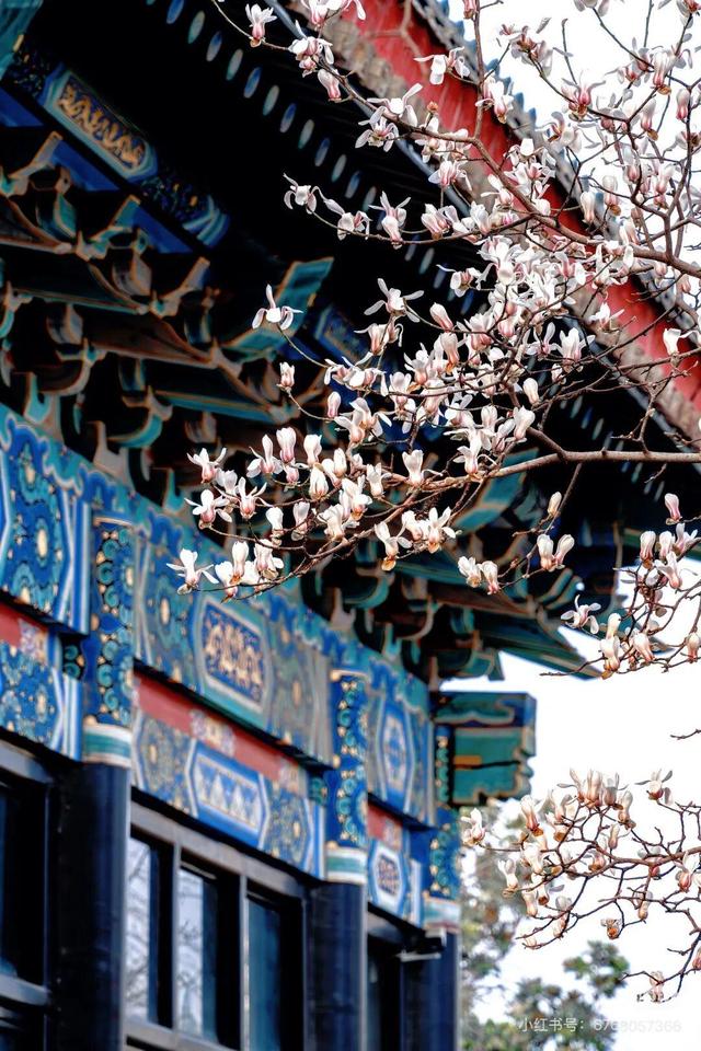 想把临沂的春天打包送给你，临沂最全赏花攻略来了