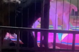 马戏团表演时狮子突然失控伤人，业内：猛兽需从小驯养，演出前勿临时换驯兽师图片