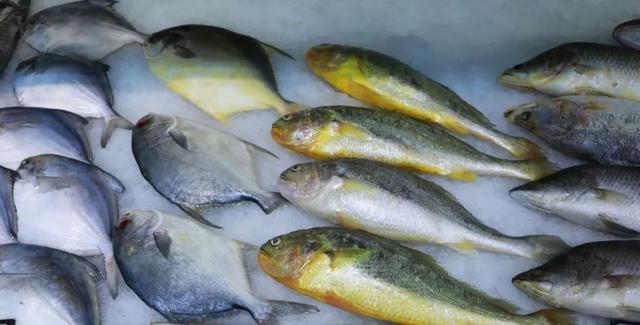 花胶有碘吗 2026年花胶其实含碘高不高