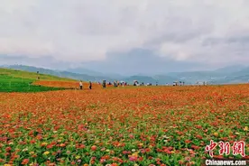 昔日“不毛之地”变身多彩花海 湖南冷水江百年矿区提“颜值”增“价值”图片
