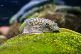 中国研究团队发现两稀有鱼类新物种：珠鳍爬岩鳅和绿斑爬岩鳅图片