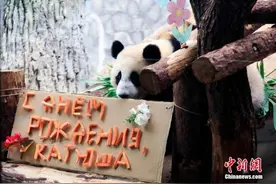 旅俄大熊猫宝宝“喀秋莎”一周岁 俄网友：愿健康快乐成长图片