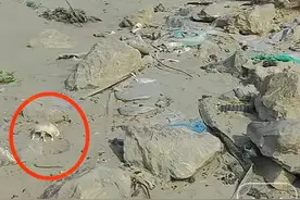 长江天兴洲洲头发现人体骨骼，警方回应：正在调查中图片