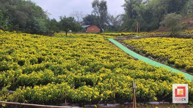 打造多彩秋日游园胜地 自贡燊海原金秋菊卉活动启幕