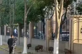 五头野猪在合肥街头狂奔！警察妥善处置，无人员伤亡图片