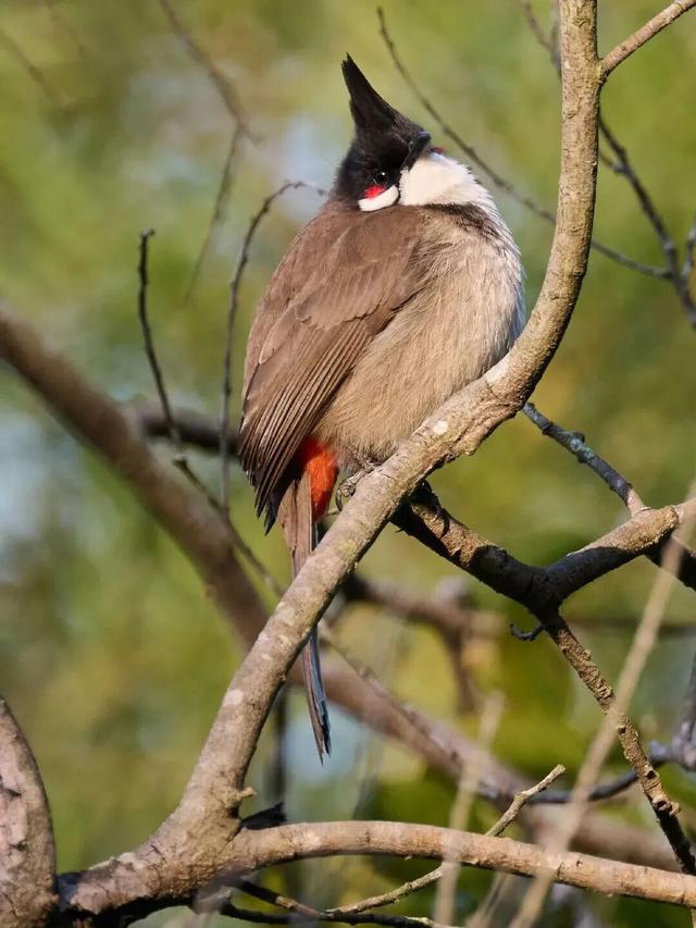 “春运都没这么多人”！深圳知名景区刷屏，网友纷纷“劝退”！