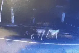 什么情况？凌晨时分，民警竟对着山林学牛叫图片