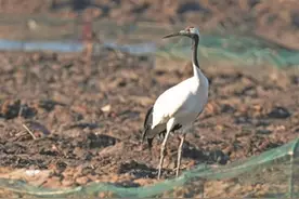 国家一级重点保护野生动物丹顶鹤首次现身宁德图片