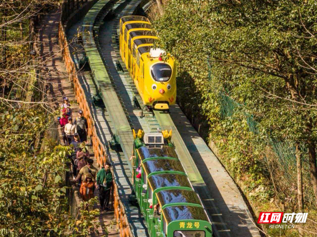 张家界十里画廊：暖冬秋色正浓 生肖电车载客入画