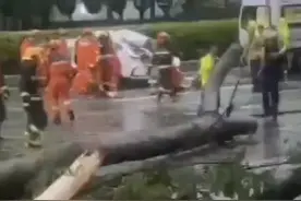 “苏拉”登陆广东，深圳：强风刮倒树木致1死2伤图片