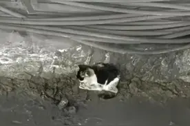 北京地铁6号线的被困小猫获救，网友起名：“小常营”图片