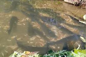 平南县：巧借山泉水养出“生态鱼”图片