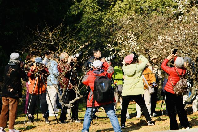 暖冬催花早，300年古树雪梅开花啦！