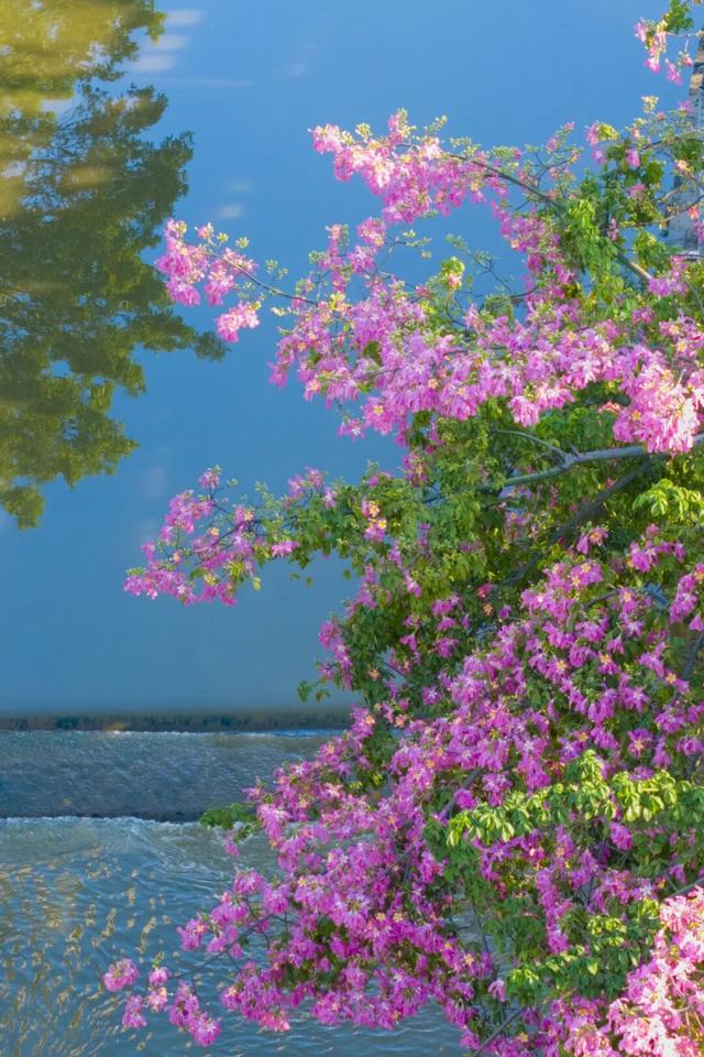 一秒圈“粉”！湛江这片浪漫花海，谁拍谁好看！