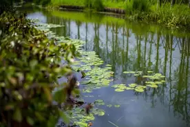 国庆邀您“沪”水游丨浦东：来这里畅享碧波绕舍的田园风光！图片