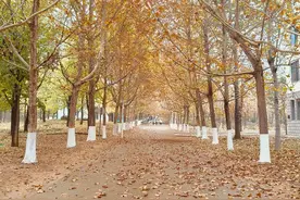 寻找山东最美大学|泰山学院刘思含：《曦照学径》图片