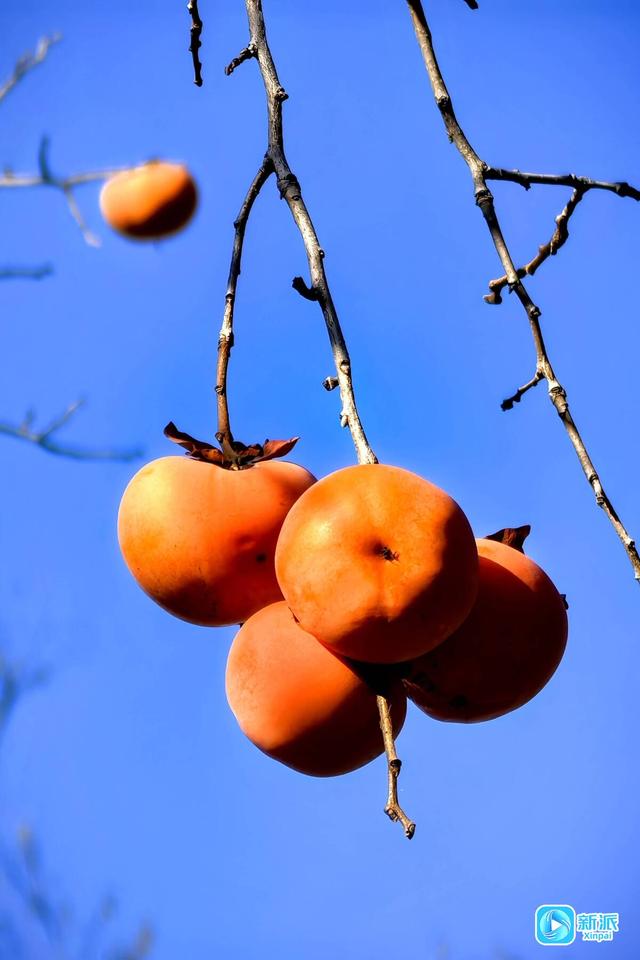 一树风光，好“柿”连连