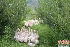 从浙江秀洲到四川屏山 一只鹅唱响东西协作“向天歌”图片