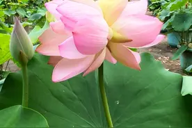 北京：花期仅2—3天！莲花池公园首株并蒂莲绽放图片