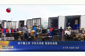 梭子蟹上市 今年大丰收 批发价走低视频封面