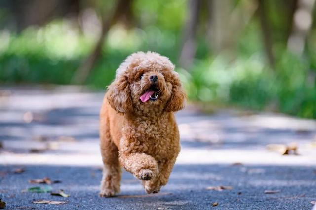 元旦3天狂欢，萌宠+亲子+美食一站打卡