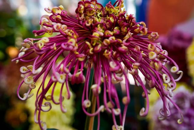 图说定西 | 深秋和菊花的浪漫邂逅